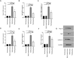 Expression of Nogo-NgR pathway in spinal cord tissue after spinal cord injury in rats. Fig. 4 shows that exercise training significantly reduced the expression of Nogo-A, NgR and LINGO-1 mRNA (A‒C) and protein (D‒F) in spinal cord tissue after spinal cord injury. G shows the Western blot band images of Nogo-NgR pathway protein expression. Note: Compared with the normal and sham-operated groups, ⁎⁎⁎p < 0.001; compared with model group, ###p < 0.001.