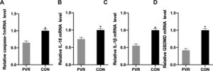Expression of pyroptosis-related genes in PVR patients. (A) CASP1, (B) IL1B, (C) IL18, and (D) GSDMD mRNA levels in the retinal proliferative membrane tissue samples analyzed by qRT-PCR. *p < 0.05, compared with the control group. PVR, Proliferative Vitreoretinopathy; CASP1, Cysteinyl Aspartate Specific Proteinase; IL1B, Interleukin-1β; IL18, Interleukin-18.