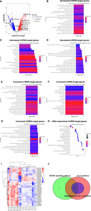 miRNA expression analysis and enrichment analysis of target genes of significantly differentially expressed miRNAs. (A) Volcano plot of significantly differentially expressed miRNAs between moyamoya disease patients and the control group. (B‒D) GO enrichment analysis of target genes of decreased expressed miRNAs in biological process (B), cellular components (C), and molecular function (D). (E‒G) GO enrichment analysis of target genes of increased expressed miRNAs in biological process (E), cellular components (F), and molecular function (G). (H) KEGG enrichment analysis of target genes of differentially expressed miRNAs. (I) Heatmap of differentially expressed miRNAs involved in axon guidance, regulation of the actin cytoskeleton and the MAPK signaling pathway. (J) Venn diagram of differentially expressed miRNAs involved in axon guidance, regulation of the actin cytoskeleton and the MAPK signalling pathway. NC, Non-MMD patients; MMD, Moyamoya disease.