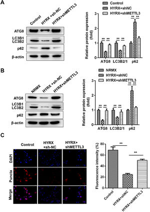 METTL3 knockout promotes the autophagy of BEAS-2B cells. (A) Autophagy-related protein expression in vivo detected by western blot. (B) Autophagy-related protein expression in vitro detected by western blot. (C) Autophagy-related protein expression in vitro detected by immunofluorescence **p < 0.01. Data represent at least three independent sets of experiments.