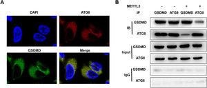 METTL3 disrupts the interaction between GSDMD and ATG8. (A) The co-localization of GSDMD and ATG8 was detected by FISH assay. (B) The interaction between GSDMD and ATG8 detected by Co-IP. Data represent at least three independent sets of experiments.