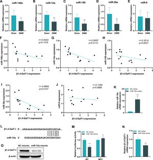 MiR-15a-5p is down-regulated and negatively correlated with β1,4-GalT-I in articular cartilage of DMM-induced OA mice. (A‒E) The expression of miR-146a, miR-15a, miR-140, miR-26a, and miR-9 in articular cartilage were detected by qPCR. (F‒J) Pearson correlation coefficient was performed to analyze the correlation of miR-146a, miR-15a, miR-140, miR-26a, and miR-9 with the expression of β1,4-GalT-I. (K) The detection of miR-15a in chondrocytes by qPCR to validate the efficiency of Lipofectamine 3000 transfection of miR-15a mimics into chondrocytes. (L) Prediction of miR-15a targeting sites with mRNA of β1,4-GalT-I by TargetScan. (M) The luciferase reporter assay was conducted to validate the relationship of miR-15a with β1,4-GalT-I. (N‒O) The qPCR and western blot were executed to detect mRNA and protein expression of β1,4-GalT-I in chondrocytes after being transfected with miR-15a mimic, respectively (* p < 0.05, ** p < 0.01).