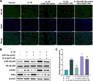 MiR-15a/β1,4-GalT-I axis was involved in regulating NF-κB signaling in IL-1β-induced chondrocyte. Chondrocytes cultured in vitro were divided into four groups: IL-1β group, miR-15a mimic + IL-1β group, β1,4-GalT-I OE + IL-1β group, and miR-15a mimic + β1,4-GalT-I OE + IL-1β group (n = 3). (A) The representative images demonstrating the NF-κB in chondrocytes as stained by immunofluorescence. When NF-κB is not activated, it is mainly distributed in the cytoplasm and, when activated, in the nucleus. DAPI shows the location of the nucleus (Scale bar: 100 μm). (B) Western blot was conducted to detect the expression of IκBα, p-IκBα, p-NF-κB p65, and NF-κB p65. (C) The luciferase reporter assay was conducted to detect activity of NF-κB promoter (*** p < 0.01, as compared with the control group; ### p < 0.001, # p < 0.05, as compared with the IL-1β group; $$$ p < 0.001, as compared with the IL-1β + miR-15a mimic group).