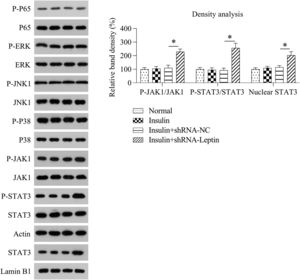 Effect of LEP silencing on activation of JAK1/STAT3 pathway in GCs treated with insulin. WB analysis displayed the expression level and phosphorylation of JAK1, STAT3, MAPKs, and NF-κB P65, as well as nuclear located STAT3 in the GCs treated with insulin via alternative transfection (*p < 0.05, ** p < 0.01), in comparison to the indicated group (*p < 0.05).