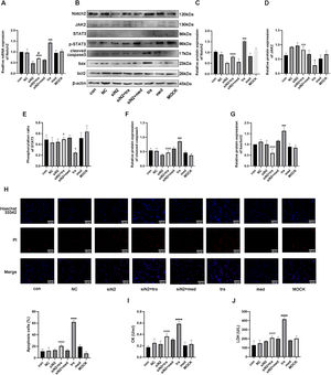 Effects of the Notch2/JAK2/STAT3 axis in trastuzumab-induced HCM injury. (A) Comparison of mRNA expression of Notch2 in the treatment groups. (B) Western blot analysis results in the treatment groups. (C, D, E, F, G) Analysis of the density of Notch2, JAK2, p-STAT3, STAT3, cleaved caspase3, bax, and bcl2 protein expression in the treatment groups. (H) Detection of HCM apoptosis by Hoechst 33342/PI fluorescence. (I, J) Detection of LDH and CK injury indexes in HCM supernatant by microplate method. Compared with the con group: *p < 0.05, **p < 0.01, ***p < 0.001, **** p < 0.0001; The tra compared with the siN2: #p < 0.05, ##p < 0.01, ###p < 0.001, ####p < 0.0001. Data are presented as mean ± SD (n = 3).
