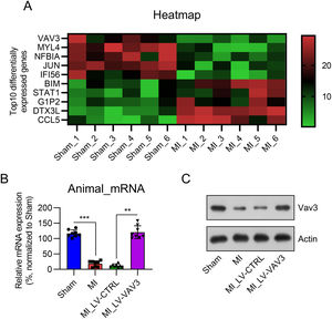 Vav3 expression in MI rat heart tissue. (A) Microarray was performed to identify the differentially expressed genes between the MI model and sham rats. Top 5 up- or downregulated genes in cluster were displayed in a heat map. (B) Real-time PCR and (C) WB was used to show Vav3 expression in the heart tissue with or without MI modelling. Results are presented as the mean ± SD of three separate experiments (n = 8; ***p < 0.001).