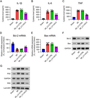 Influence of Vav3 overexpression on MI-induced inflammation, apoptosis, and NFκB in rats. (A‒C) ELISA was used to assess IL-1β, IL-6 as well as TNF levels in rat myocardial tissue homogenate. (D‒F) Real-time PCR and WB was used to show Bcl-2 and Bax expressions at mRNA and protein levels. (G) Protein levels of P50, P65, and nuclear P65 were detected by WB analysis.