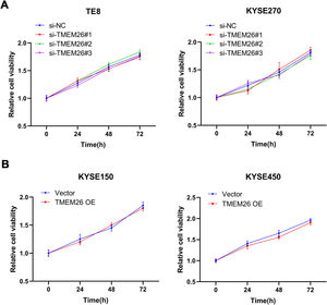TMEM26 did not affect ESCC cell growth. (A) In TE8 (left) and KYSE270 (right) cells, siRNA knockdown of TMEM26 (three independent targets) did not show observable differences in the growth curve compared with siRNA control cells, as determined by MTT assay. (B) In KYSE150 (left) and KYSE450 (right) cells, TMEM26 overexpression due to lentiviral transfection did not show observable differences in the growth curve compared with control cells, as determined by MTT assay. Data are presented as means ± S.D., n = 6.