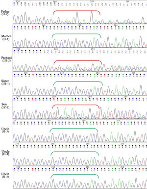 Sanger sequencing showed a heterozygous deletion-frameshift mutation, KCNH2(NM_000238.3):c.3099_3112del in KCNH2 gene in the proband, her father and her son, whereas other family members are normal. Red brackets indicate the frameshifted DNA sequence after deletion; green brackets show the original DNA sequence in individuals without mutation.