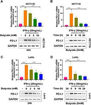Butyrate suppresses IFN-γ-induced PD-L1 expression in CRC cells. (A) The protein expression of PD-L1 in IFN-γ-induced HCT116 cells after treatment with different concentrations of butyrate for 24h. (B) The protein expression of PD-L1 in IFN-γ-induced HCT116 cells after treatment with 5 mM of butyrate for different incubation times. (C) The protein expression of PD-L1 in IFN-γ-induced LoVo cells after treatment with different concentrations of butyrate for 24h. (D) The protein expression of PD-L1 in IFN-γ-induced LoVo cells after treatment with 5 mM of butyrate for different incubation times. ***p < 0.005.
