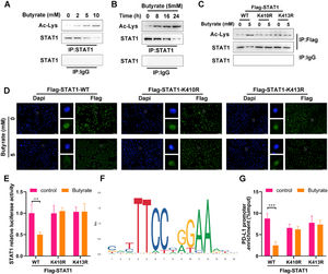 Butyrate suppresses the PD-L1 expression by enhancing STAT1 acetylation in CRC cells. (A) The protein expression of Ac-Lys and STAT1 in anti-STAT1-precipitated complexes of IFN-γ-induced HCT116 cells after treatment with different concentrations of butyrate for 24h. Anti-IgG served as a negative control. (B) The protein expression of Ac-Lys and STAT1 in anti-STAT1-precipitated complexes of IFN-γ-induced HCT116 cells after treatment with 5 mM of butyrate for different incubation times. Anti-IgG served as a negative control. Before treatment with IFN-γ combined with or without 5 mM of butyrate, HCT116 cells were transfected with FLAG-STAT1 WT, FLAG-STAT1 K410R, or FLAG-STAT1 K413R plasmids. (C) The protein expression of Ac-Lys and STAT1 in anti-Flag-precipitated complexes of HCT116 cells. (D) IF staining for STAT1 in HCT116 cells. (E) Luciferase reporter assay for STAT1 transcription activity in HCT116 cells. (F) DNA motif of STAT1 obtained from JASPAR. (G) ChIP-qPCR for PD-L1 promoter in anti-Flag-precipitated complexes of HCT116 cells. **p < 0.01 and ***p < 0.005.