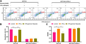Butyrate enhances cytotoxicity of CD8+ T-cells against CRC cells. Before the treatment of IFN-γ combined with or without butyrate, HCT116 cells were transfected with LV-PD-L1 or the control plasmids. After finishing the treatment, HCT116 cells were co-cultured with TALL-104 cells for 24h. (A) The cell apoptosis detected by flow cytometry. (B) The cell viability detected by CCK-8 assay. ** p < 0.01 and *** p < 0.005.