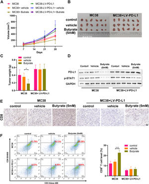 Butyrate induces anti-tumor immune by enhancing CD8+ T-Cell infiltration. CRC mouse model was established with control or PD-L1 overexpressing MC38 cells to evaluate the anti-tumor efficacy of butyrate in vivo. (A) The tumor growth curve. (B) The image of collected tumors harvested from each group on day 21. (C) Tumor weight. (D) WB detection of expression of PD-L1 and p-STAT1 in the collected tumors. (E) IHC staining of the collected tumors for CD8. (F) CD8+ T-cell proportion in single cell suspensions of the collected tumors stained for detecting (CD3+ CD8+) by flow cytometry. * p < 0.05 and *** p < 0.005.