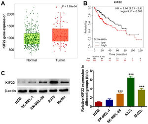 KIF22 expression was upregulated in melanoma tissues and cells. (A) KIF22 expression in melanoma tissues (Tumor) and normal tissues was analyzed by using Tnmplot database. (B) The relationship between KIF22 high expression and overall survival rate in patients with melanoma was evaluated by using the Tnmplot database. (C) KIF22 expression in various melanoma cell lines (SK-MEL-1, SK-MEL-28, A375 and MeWo) and the normal Human Epidermal Melanocytes (HEM) was detected using western blot. *** p < 0.001 vs. HEM.