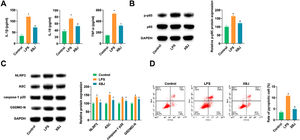 XBJ improves LPS-induced lung cell inflammation and pyroptosis. (A) ELISA measured IL-1β, IL-18 and TNF-α in cell supernatant. (B‒C) Immunoblotting tested proteins related to inflammation and pyroptosis. (D) Flow cytometry determined pyroptosis. Data expressed as mean ± SD (n = 3). * p < 0.05.