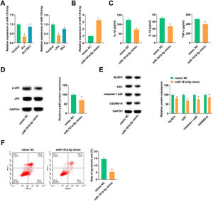 XBJ improves LPS-induced lung cell inflammation and pyroptosis. (A) RT-qPCR analyzed miR-181d-5p in LPS-treated rats and BEAS-2B cells. (B) RT-qPCR detected miR-181d-5p after transfecting miR-181d-5P mimic into LPS-induced BEAS-2B cells. (C) ELISA measured IL-1β, IL-18 and TNF-α in cell supernatant. (D‒E) Immunoblotting tested proteins related to inflammation and pyroptosis. (F) Flow cytometry determined pyroptosis. Data expressed as mean ± SD (n = 3). * p < 0.05.