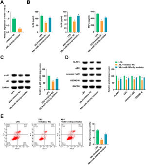 XBJ upregulates miR-181d-5p and improves LPS-induced pyroptosis of lung epithelial cells. (A) RT-qPCR detected miR-181d-5p in LPS-induced BEAS-2B cells. (B) ELISA measured IL-1β, IL-18 and TNF-α in cell supernatant. (C‒D) Immunoblotting tested proteins related to inflammation and pyroptosis. (E) Flow cytometry determined pyroptosis. Data expressed as mean ± SD (n = 3). * p < 0.05.