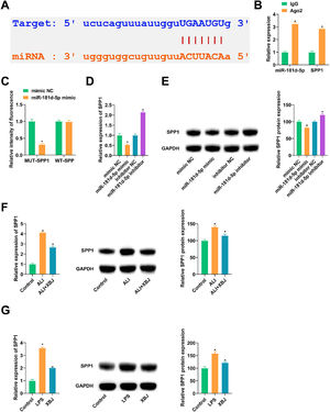 SPP1 is mediated by miR-181d-5p. (A) Potential binding sites of miR-181d-5p and SPP1. (B) RIP detected the enrichment of miR-181d-5p and SPP1 in Ago2. (C) Dual luciferase reporting experiment verified the relationship between miR-181d-5p and SPP1. (D‒E) After transfecting miR-181d-5p mimic or miR-181d-5p inhibitor into BEAS-2B cells, RT-qPCR and immunoblotting measured SPP1 expression levels. (F‒G) RT-qPCR and immunoblotting measured SPP1 in ALI rat lung tissues and BEAS-2B cells. Data expressed as mean ± SD (n = 3). * p < 0.05.