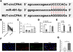 miR-491-5p is absorbed by circCPA4. (A) circCPA4 and miR-491-5p had potential binding sites. (B‒C) Lower miR-491-5p expression in PC tissues versus normal tissues and in PC cell lines versus RWPE. (D‒E) circCPA4 and miR-491-5p had a targeting binding relationship. (F) circCPA4 and miR-491-5p were localized in the cytoplasm of PC3 cells. (G) circCPA4 knockdown elevated miR-491-5p expression.