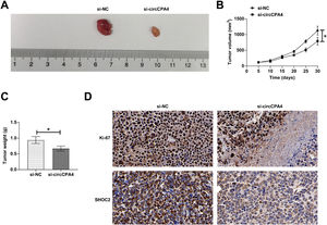 Inhibition of PC tumor growth by knocking down circCPA4. (A) Representative pictures of tumors. (B) tumor volume. (C) tumor weight. (D) SHOC2 and Ki-67 expression in tumors (IHC staining). Data were expressed as mean ± SD. *p < 0.05. For Figure 1‒6, n = 3; for Figure 7, n = 5.