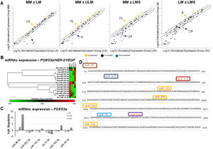 miRNAs expression in USMT samples. (A) Scatter Plots comparing all the 84 oncomirs evaluated by qRT-PCR in the tumors and control samples (MM). (B) Heat map showing the unsupervised expression profile of the 15 miRNAs sequences found as regulators of HER-2, EGF and VEGF, included in the array platform. (C) Validation of the expression of FOXO3a regulators miRNAs. MM pool of samples were used as references for gene expression. (D) Predicted microRNA targets and target downregulation scores (microRNA.org ‒ Targets and Expression). MM, Myometrium; LM, Leiomyoma; ULM, Leiomyoma; LMS, Leiomyosarcoma.
