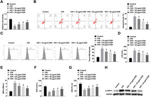 ESK treatment protects against H/R injury in H9c2 cells. (A) CCK-8 measured H9c2 cell viability; (B) Flow cytometry detected apoptosis; (C) Fluo-4 AM evaluated intracellular Ca2+ concentration; (D‒G) LDH, MDA, SOD and GSH-Px levels in H9c2 cells; (H) Western Blot measured p-TRPV1. Data are expressed as mean ± SD; (*) vs. Control group, p < 0.05; (#) vs. H/R group, p < 0.05.