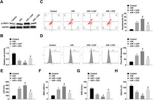 CAP treatment decreases H9c2 cell viability and enhances apoptosis and intracellular Ca2+ concentration. (A) Western Blot analysis of p-TRPV1 expression; (B) CCK-8 measured H9c2 cell viability; (C) Flow cytometry detected apoptosis; (D) Fluo-4 AM evaluated intracellular Ca2+ concentration; (E‒H) LDH, MDA, SOD and GSH-Px levels in H9c2 cells; Data are expressed as mean ± SD; (*) vs. Control group, p < 0.05; (#) vs. H/R group, p < 0.05.