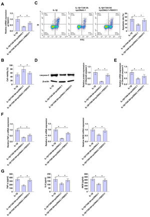 Elevating FBXO11 inhibits the protective effect of TAN IIA on apoptosis and inflammation of CHON-001 cells pcDNA3.1-FBXO11 was transfected into TAN IIA-treated CHON-001 cells. (A) FBXO11 in designated treated CHON-001 cells measured by RT-qPCR. (B) CCK-8 assay evaluated proliferation of CHON-001 cells. (C) Apoptosis of CHON-001 cells after Annexin V-FITC and PI staining. (D‒E) Immunoblot and RT-qPCR detection of Cleaved caspase-3. (F‒G) TNF-α, IL-6, and iNOS determined by RT-qPCR and ELISA. Data are expressed as mean ± SD (n = 3) (* p < 0.01).