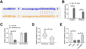 CircABCA1 competitively binds to miR-885–5p. Potential binding sites of circABCA1 and miR-885–5p on the https://circinteractome.nia.nih.gov/ (A), verification of circABCA1 and miR-885–5p targeting relationship (B‒C); miR-885–5p expression in patients’ sera (D) and VMSCs after knockdown of circABCA1 (E); data are expressed as mean ± SD (n = 3); *p < 0.05.