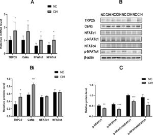CIH induced high expression of TRPC5 and increased CaN/NFATc. (A) mRNA expression levels of TRPC5, CaNAα, NFATc1, and NFATc4 were significantly elevated in the CIH group (*p < 0.05). (B) Protein expression levels of TRPC5 and CaNAα significantly increased in the CIH group, while no significant difference was found in NFATc1 and NFATc4 protein expression (*p < 0.05, ⁎⁎⁎p < 0.001). (C) p-NFATc1 and p-NFATc4 expression, p-NFATc1/NFATc1, and p-NFATc4/NFATc4 significantly decreased in the CIH group (⁎⁎p < 0.01 and ⁎⁎⁎p < 0.001).