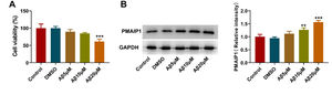 PMAIP1 expression in Aβ-induced HT-22 cells. (A) The viability of HT-22 cells treated with A-β1-42 (5, 10 and 20 µM) was measured by CCK-8 assay. (B) Protein levels of PMAIP1 measured by western blot assay. ** p < 0.01, *** p < 0.001 versus control.
