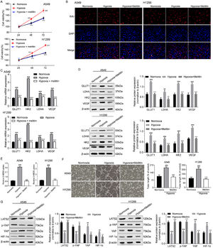 Melittin inhibited hypoxia-induced cancer progress and the YAP/HIF-1α signaling pathway. (A) The cell viabilities of A549 and H1299 cells were detected by MTT assay. (B) Cell proliferation was monitored by EdU assay. The mRNA and protein expression levels of GLUT1, LDHA, HK2 and VEGF were determined by (C) qRT-PCR assay and (D) western blotting assay. (E) Glycolysis was measured by the 2-NBDG uptake assay. (F) Angiogenesis was assessed by tubule formation assay. (G) The expressions of LAST2, p-YAP, YAP and HIF-1α at protein level were detected by western blotting assay. ## p < 0.01, ### p < 0.001 compared with normoxia group and ** p < 0.01, *** p < 0.001 compared with hypoxia group.
