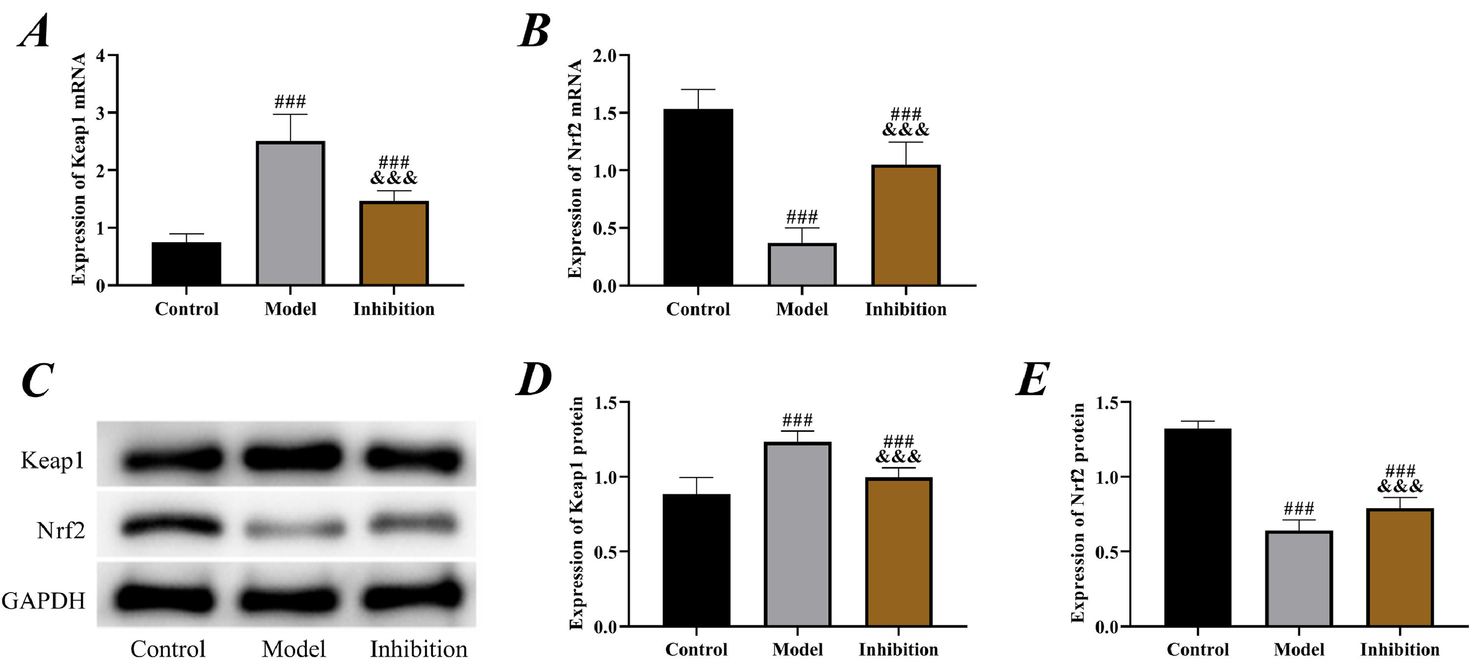 Keap1/Nrf2 signaling pathway participating in the progression of ...