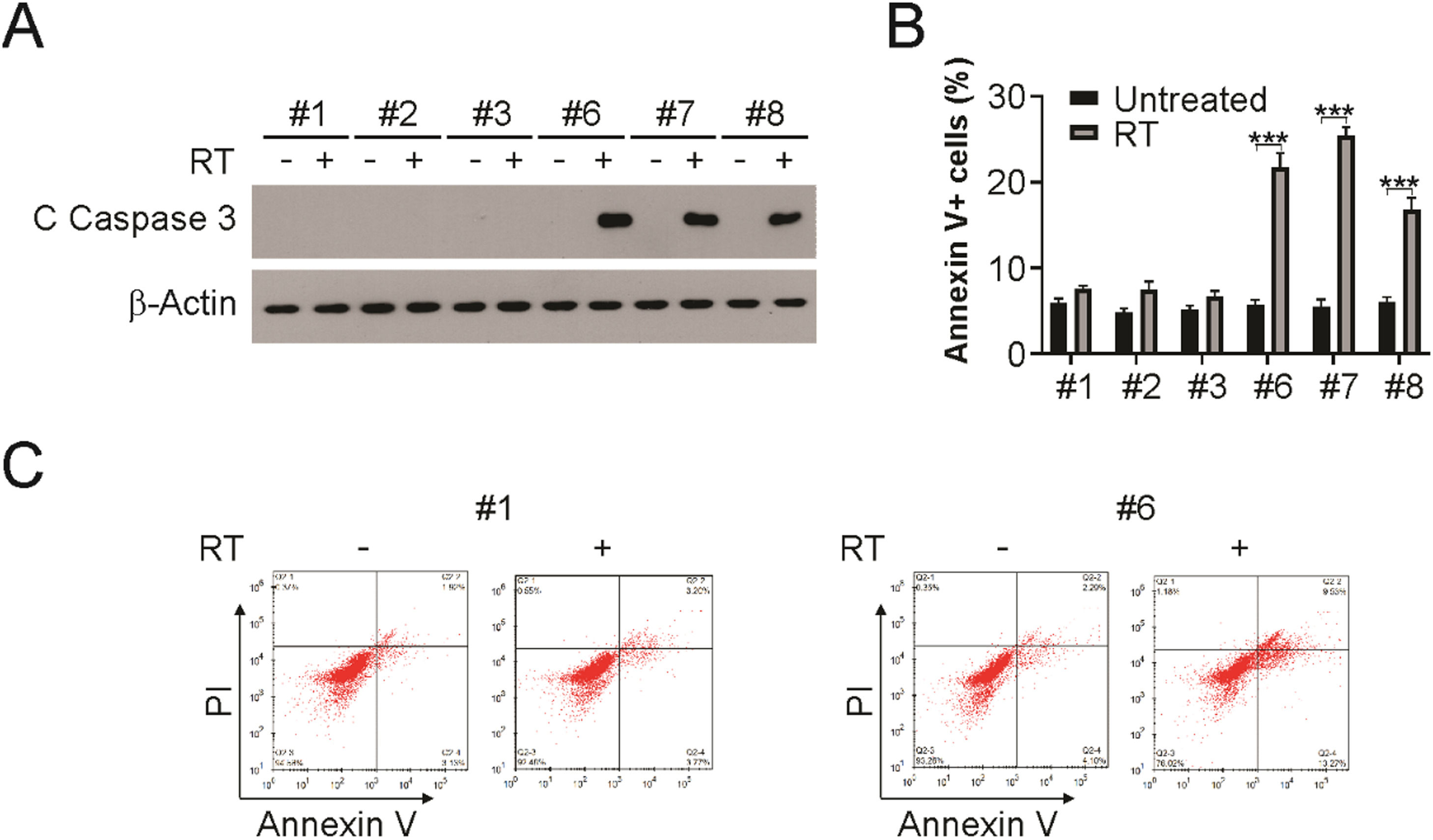 P53 and pRB induction improves response to radiation therapy in HPV
