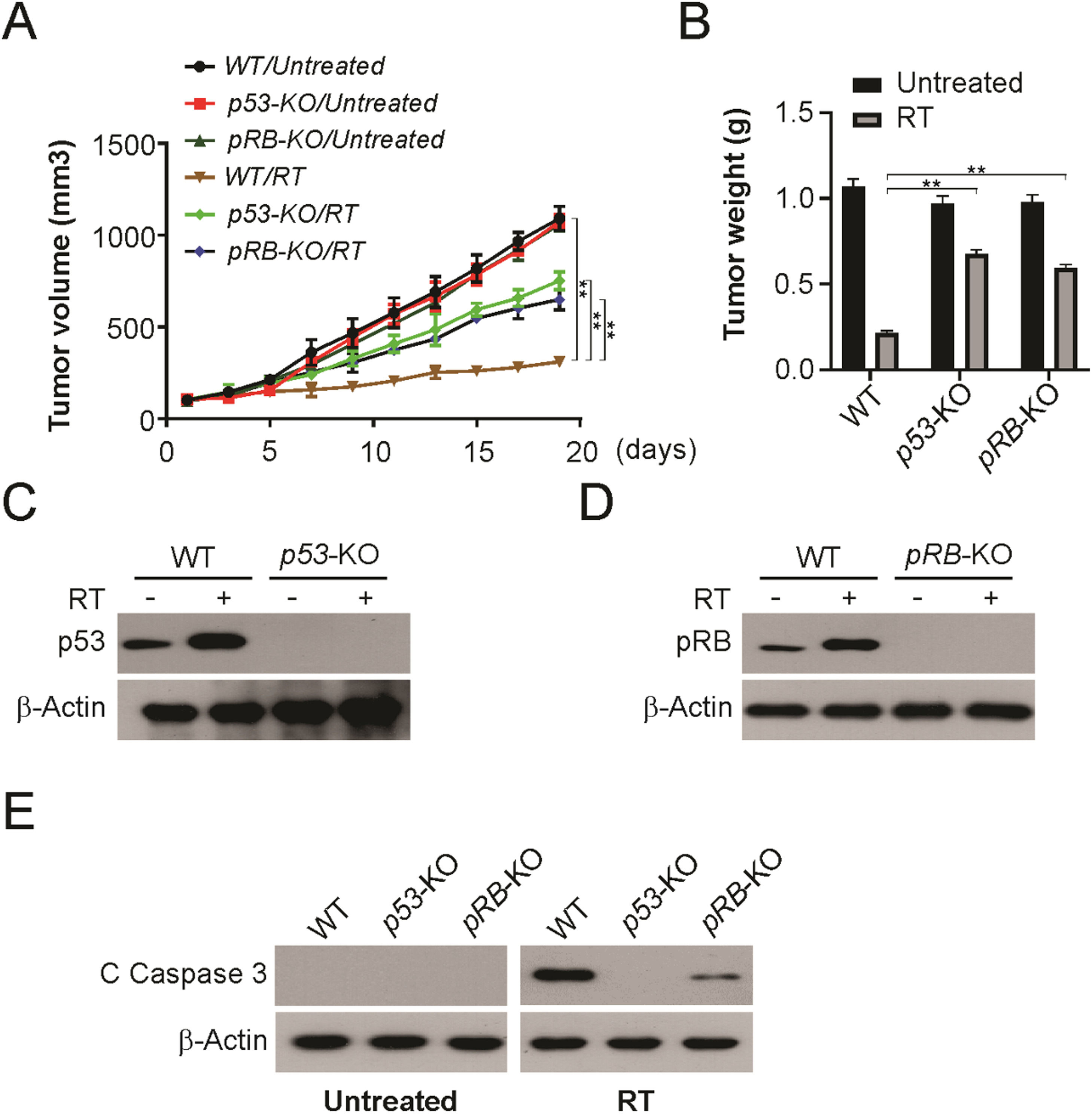 P53 and pRB induction improves response to radiation therapy in HPV ...