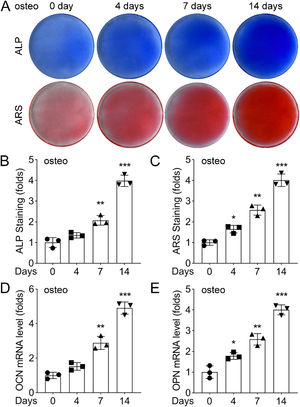 Phenotypic changes of PDLSCs under osteogenic induction. (A) ALP staining of PDLSCs cultured in normal or osteogenic medium for 0, 4, 7, and 14 days. The color changed from light blue to dark blue, indicating the increase of ALP activity. (B) ARS staining of PDLSCs cultured in normal or osteogenic medium for 0, 4, 7, and 14 days. The color changed from light red to dark red, indicating the increase of calcium deposition. (C) Quantification of ALP activity by measuring the absorbance at 562 nm. (D) Quantification of calcium deposition by measuring the absorbance at 405 nm. Data are presented as mean ± SD of three independent experiments. ** p < 0.01, *** p < 0.001, compared with the normal medium group at the same time point.