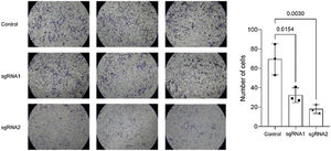 Matrigel™ invasion assay. A reduced average rate of cells invading the membrane post-transfection with sgRNA1 and sgRNA2, visualized at 10 × objective, is observed compared to the control. The p-values obtained from the statistical analyses are displayed above the bars in each panel. The error bar corresponds to the standard deviation of the samples (two-column fitting).