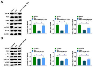 GpS promotes the activation of PI3K/AKT/mTOR pathway. (A) Western Blot assay to determine proteins related to PI3K/Akt/mTOR pathway in rat hippocampal tissues; (B) Western Blot assay to determine proteins related to PI3K/Akt/mTOR signaling pathway in primary rat hippocampal neurons. Data are expressed as mean ± SD (n = 3). *p < 0.01.