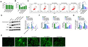 GpS ameliorates the damage of Sev-anesthetized primary hippocampal neurons. (A) Cytotoxicity of GpS; (B) Viability of hippocampal neurons detected by CCK-8; (C) Apoptosis of hippocampal neurons detected by flow cytometry; (D) Expression of Cleaved caspase-3, Bax, and Bcl-2 determined by Western Blot; (E) Measurement of intracellular ROS levels in primary hippocampal neurons; (F) MDA, SOD, and GSH levels were measured by commercial kits; (G) ELISA determination of TNF-α and IL-6 in hippocampal neurons. Data are expressed as mean ± SD (n = 3). *p < 0.01.