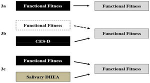 Graphical representation of multiple regression analysis (n = 278). (3a) Functional fitness variables predict variation in fear of falling independently. (3b) The insertion of covariates explains the impact of depressive state, which reduces the effect of functional fitness for insignificant values. (3c) The addition of salivary biomarkers as covariates had no effect on the predictive power of functional fitness indicators. On the other hand, DHEA emerges as a contributing indicator to explain the FOF variation. CES-D, Center for Epidemiologic Studies for Depression; DHEA, Dehydroepiandrosterone.