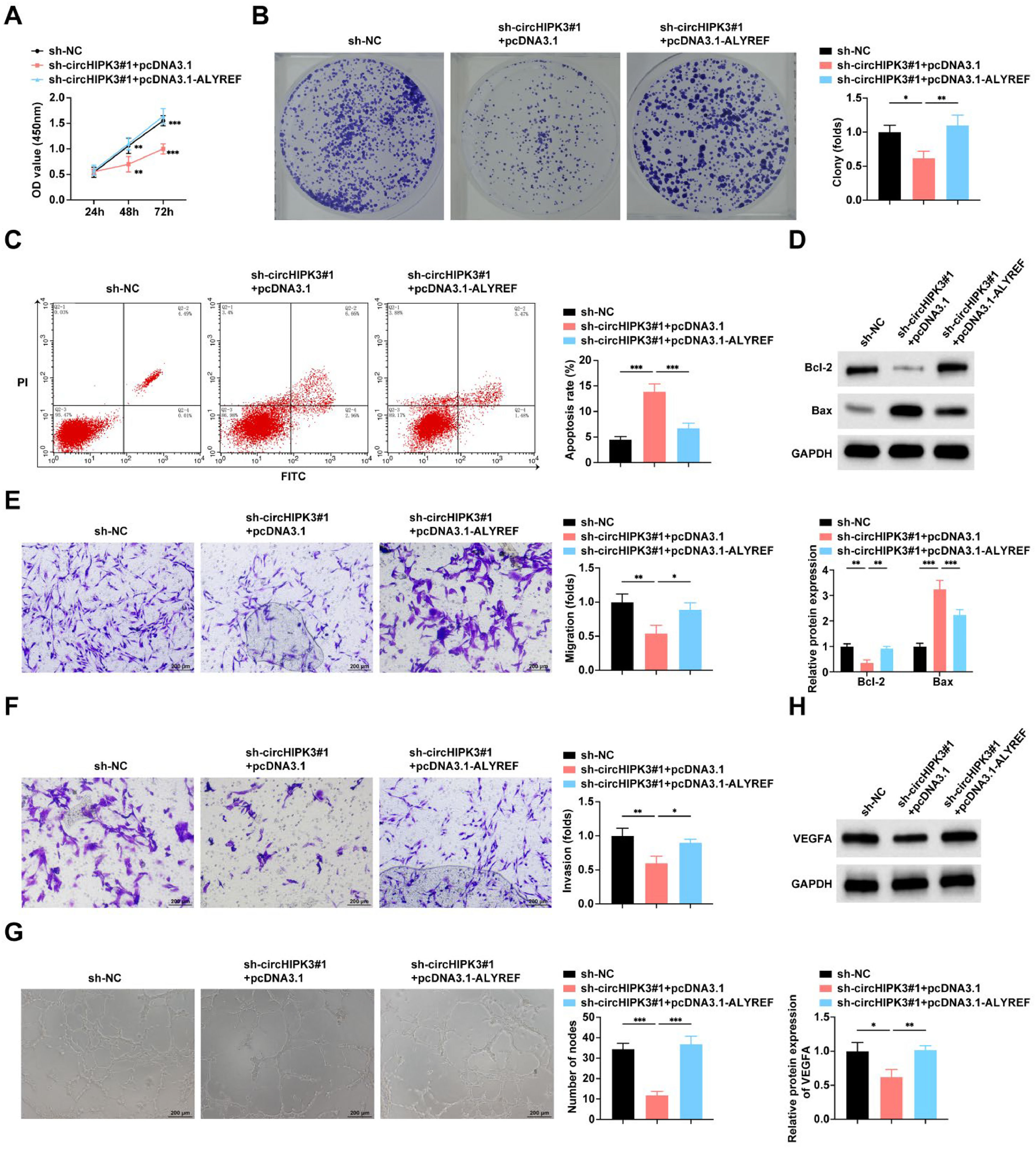 CircHIPK3′s dual role in promoting angiogenesis and inhibiting ...