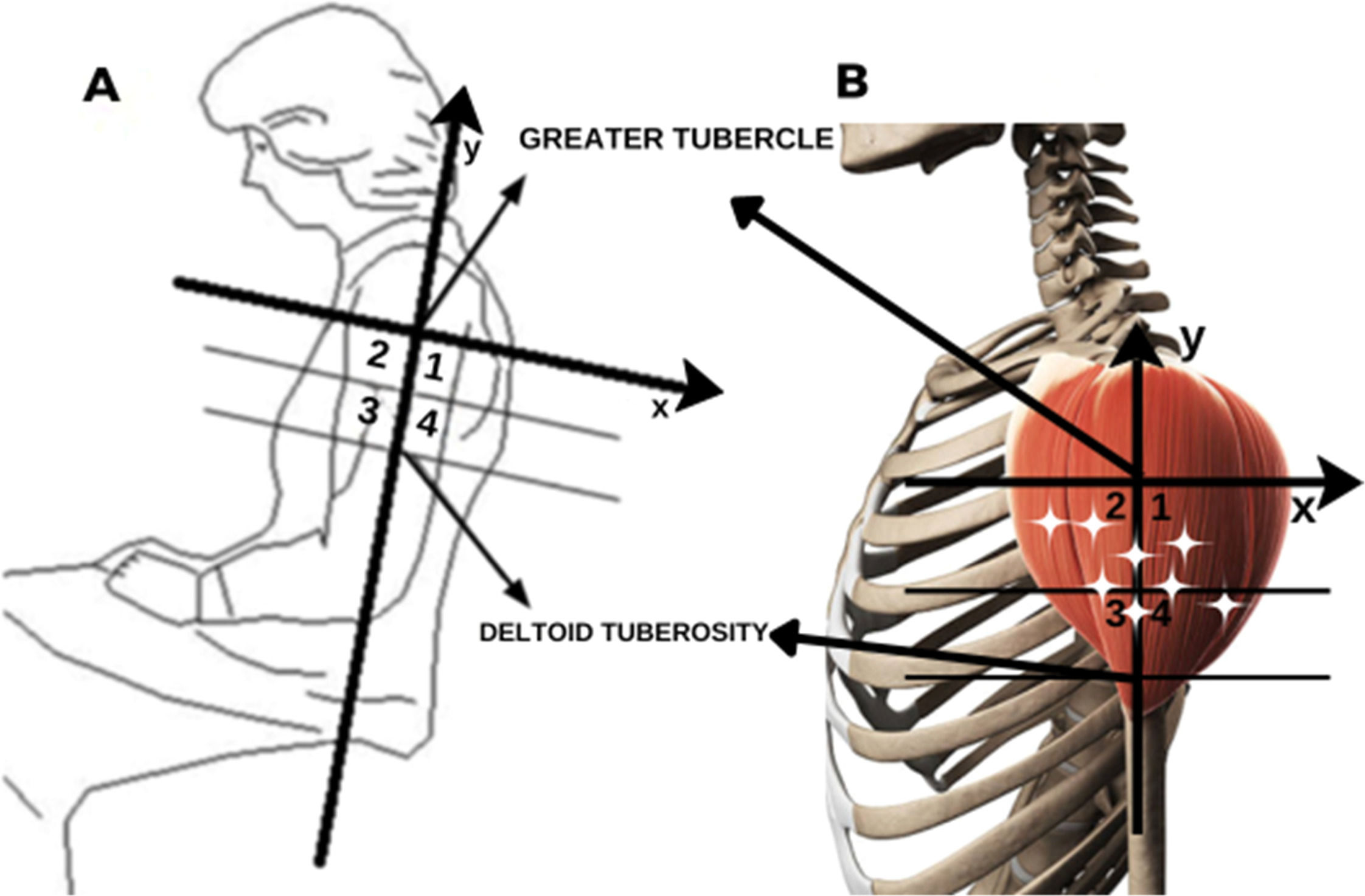 Anterior Deltoid Muscle Origin And Insertion