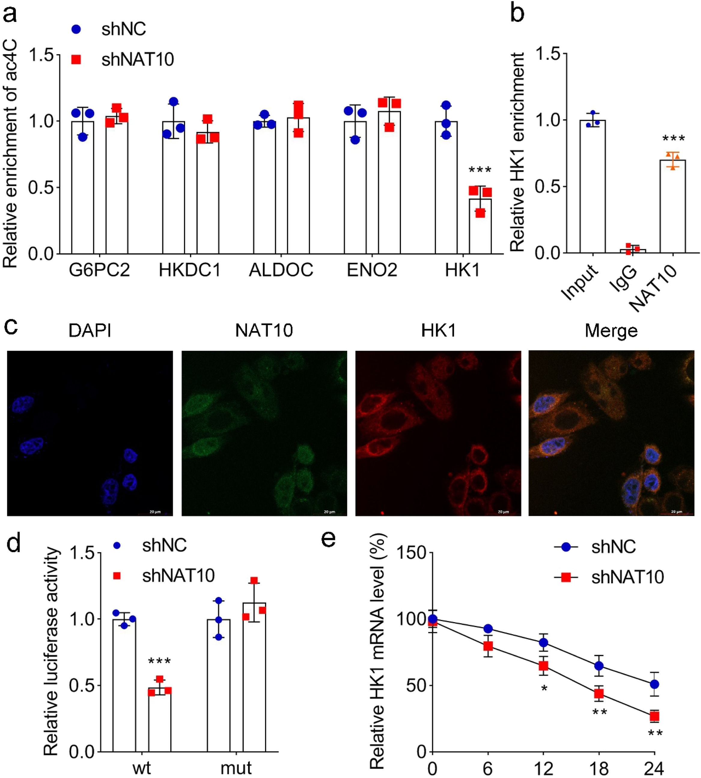 NAT10-mediated N4-acetylcytosine modification promotes the progression ...
