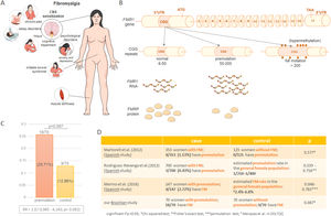 Key clinical, molecular, and experimental insights into the study of the association between FMR1 premutation and fibromyalgia. (A) Main clinical signs of FM. (B) The molecular consequences of CGG repeats in the FMR1 gene. The gene diagram is not to scale. (C) The main results of the pilot study. (D) Comparison of these findings with those from other studies investigating the association between FMR1 premutation and FM. Despite having a smaller sample, the experimental design resulted in a p-value closer to significance.