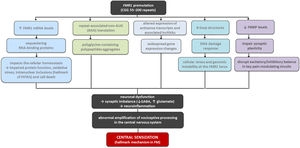 Schematic representation of potential mechanisms by which the FMR1 premutation may contribute to FM susceptibility via central sensitization.