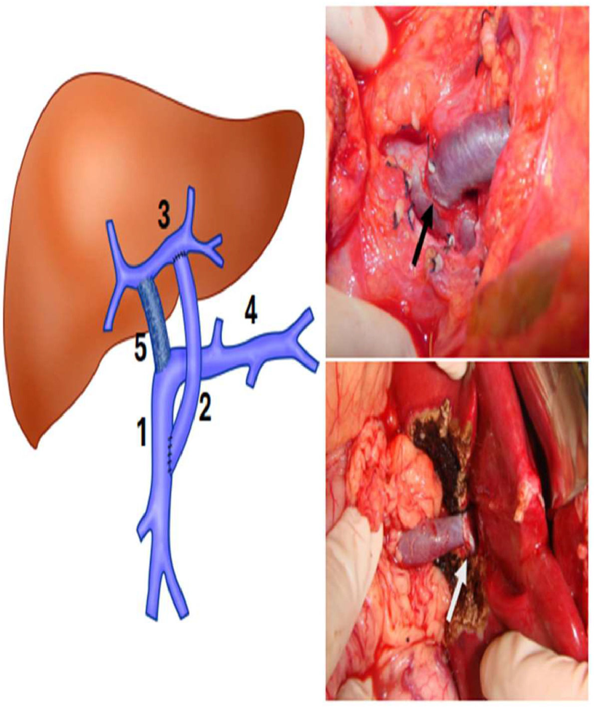 fig0001