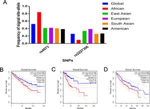 (A) The minor-allele (mutant-allele) MAF for IL-8 polymorphisms (rs4073 -251 site, rs2227306-+781 site) from the 1000 Genomes online database. (B) The different expression of IL-8 and the relative relationship for overall survival in Kidney Renal Clear Cell Carcinoma (KIRC). (C) The different expression of IL-8 and the relative relationship for overall survival in Cervical Squamous Cell Carcinoma and Endocervical Adenocarcinoma (CESC). (D) The different expression of IL-8 and the relative relationship for overall survival in Liver Hepatocellular Carcinoma (LICH).