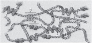Set-up and organization of collagen type IV network (Hudson et al., 2003).