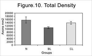 Total myelinated axon density in the different groups (N = normal; BL = injured at 4 weeks; CL = injured at 6 weeks).