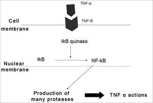 Action of TNF-α on a cell. After linking to its receptor, TNF-α activates NF-κB, which produces and releases a variety of substances involved in inflammation and the immunological response.